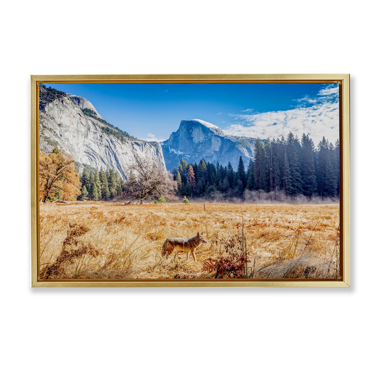 Stupell Industries Coyote in Mountain Prairie Floating Frame, design by Jeff Poe Photography